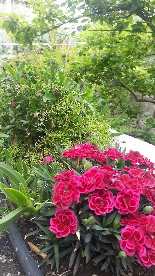 Carrubo - Giardino In Citta Villa Catania Italy